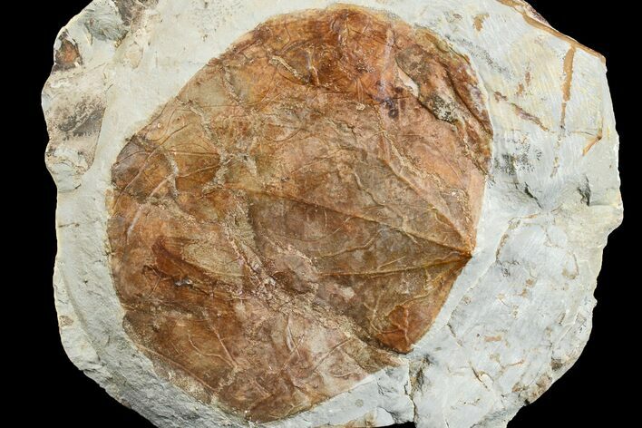 Fossil Leaf (Zizyphoides) - Montana #165033